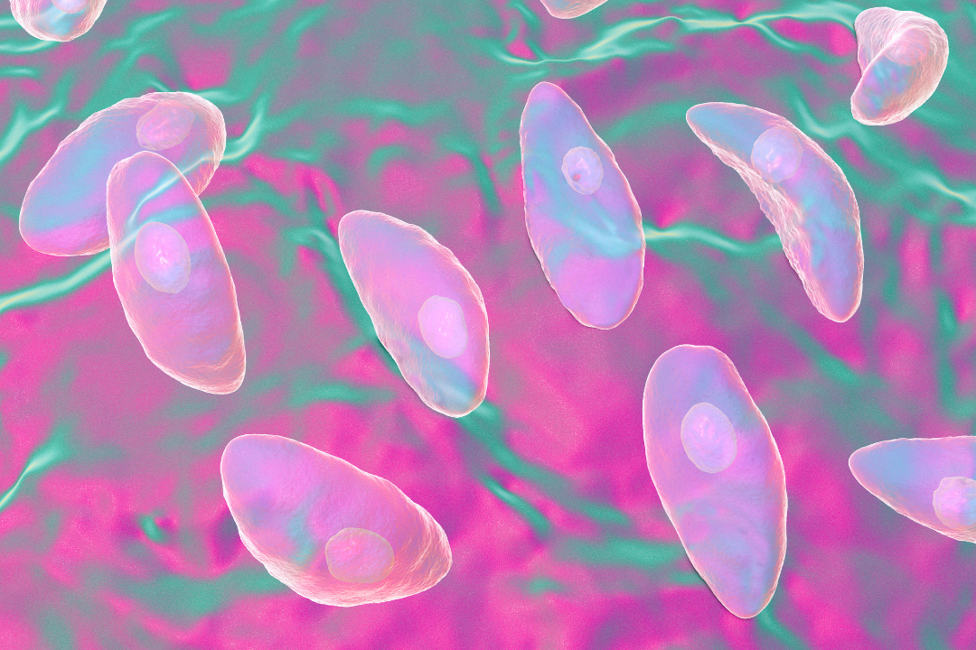 Une nouvelle voie d’activation impliquée dans la protection contre la toxoplasmose