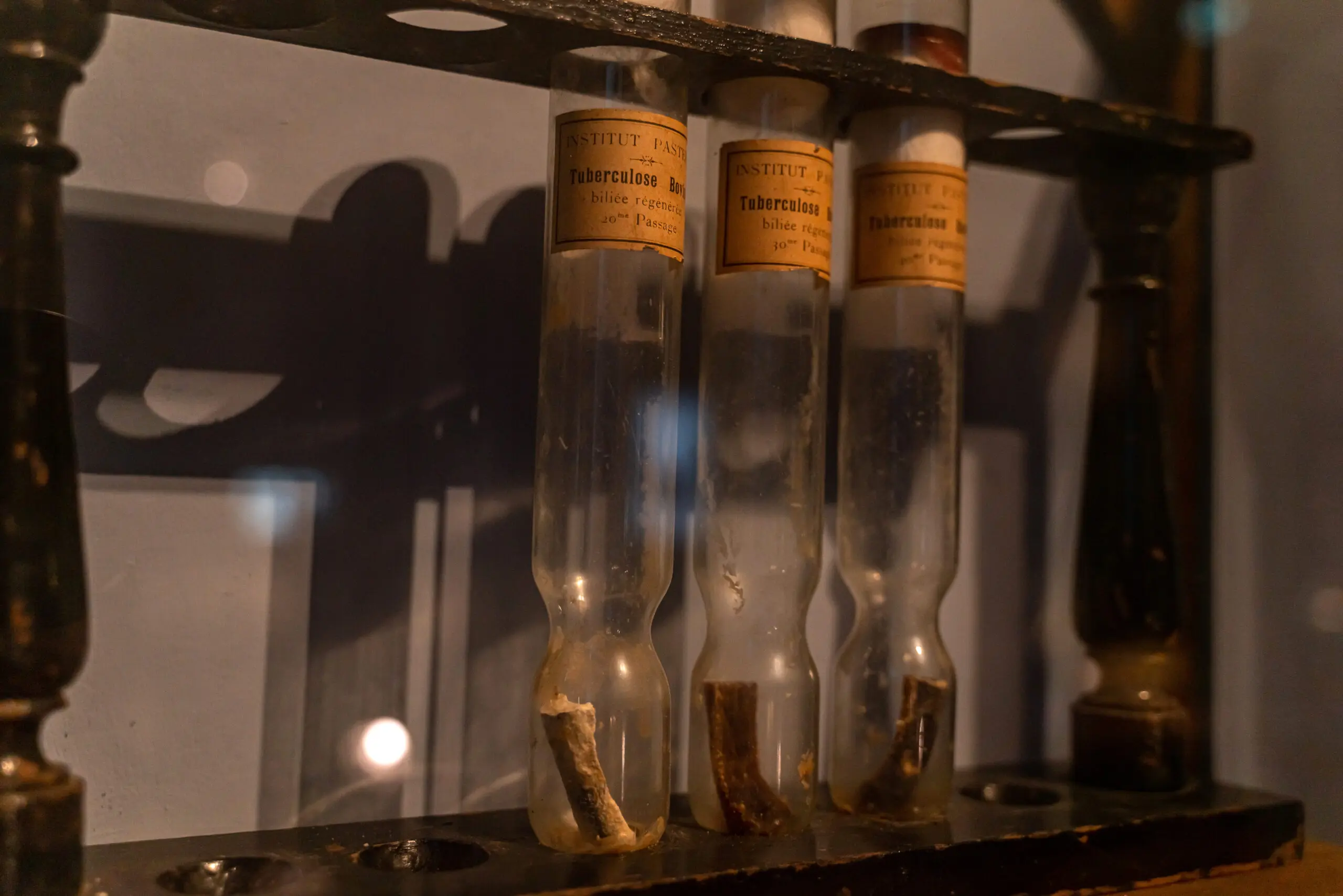 Vers une meilleure connaissance des mécanismes d’adaptation du bacille de la tuberculose chez l’homme.