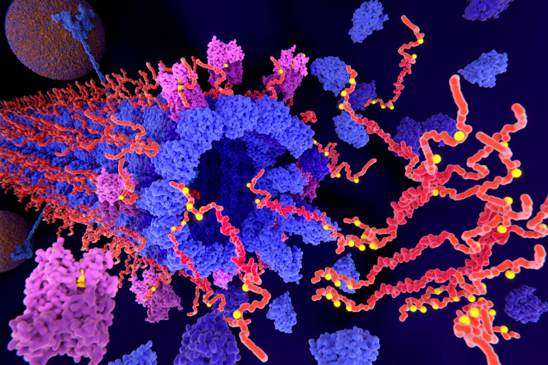 La protéine S100B protège le cerveau de la formation toxique d’agrégat de protéine Tau