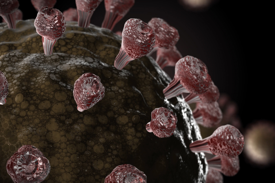 Vers une meilleure compréhension des mécanismes d’entrée du virus SARS-CoV-2 dans les cellules hôtes