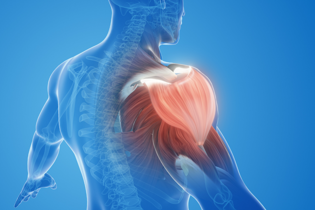 Rev-erb-a : une nouvelle cible pour lutter contre les maladies musculaires ?