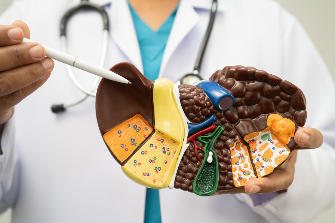 Découverte d’un régulateur majeur de la fibrose hépatique