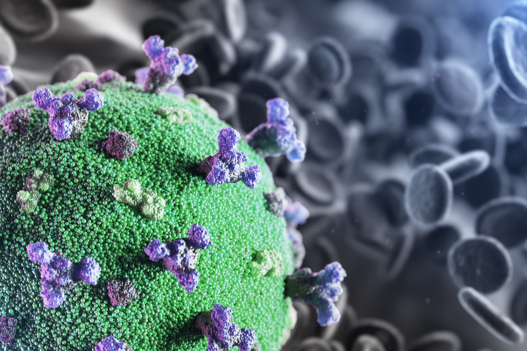 Covid-19 et vieillissement cellulaire