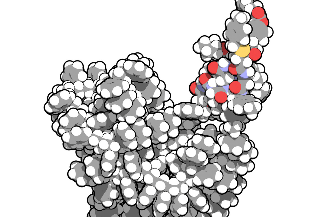 Une avancée majeure dans la chimie des protéines à usage thérapeutique ou diagnostique.