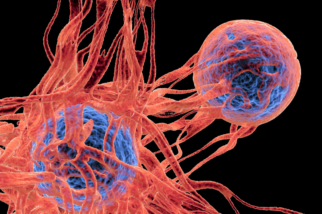 L’élimination des cellules sénescentes chez l’individu âgé améliore la COVID-19