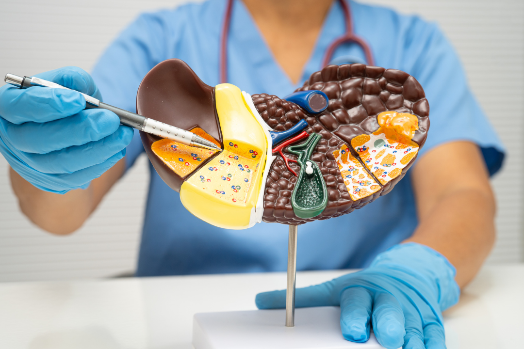 Pathologies hépatiques : vers une nouvelle approche thérapeutique ?