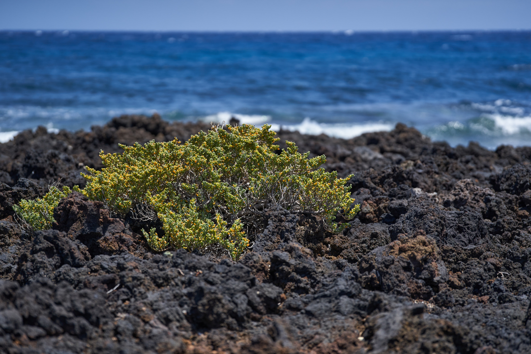 Les plantes du littoral de la Région Hauts-de-France sont une source potentielle de substances actives pour traiter les infections à coronavirus.