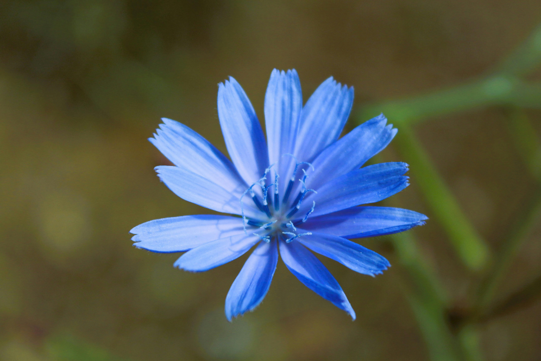 La chicorée : en salade, en boisson chaude et bientôt en antibiotique ?