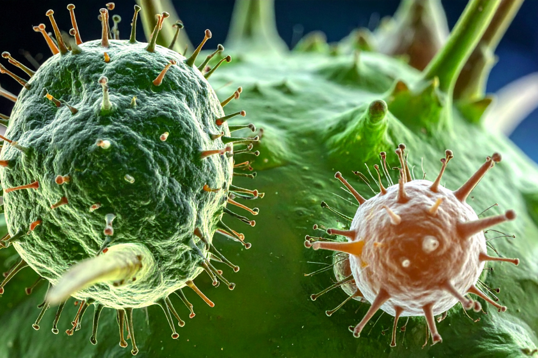 Nouvelle piste dans la lutte contre la chimiorésistance des cellules cancéreuses coliques