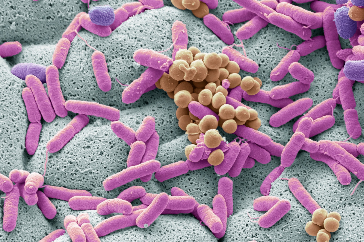 Le microbiote : un allié pour protéger le foie ?