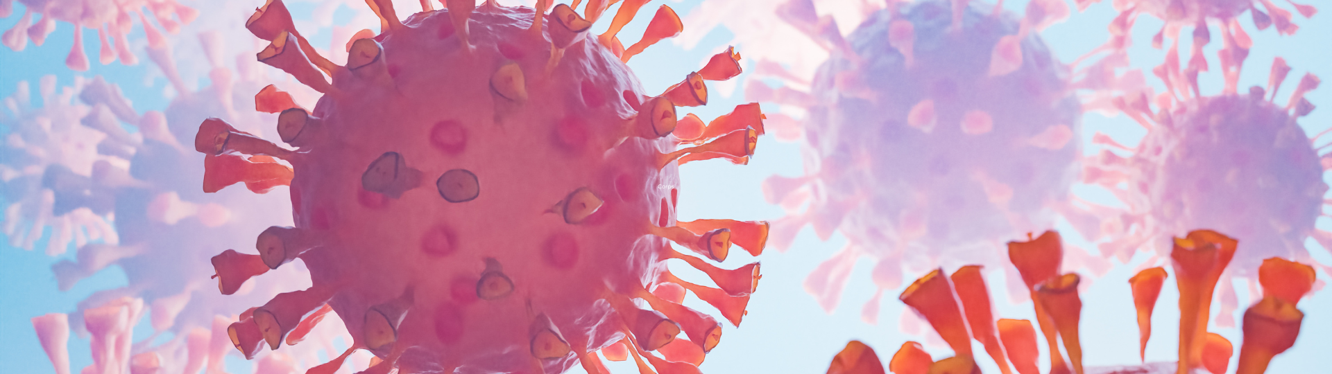 Virus grippe aviaire H1N1