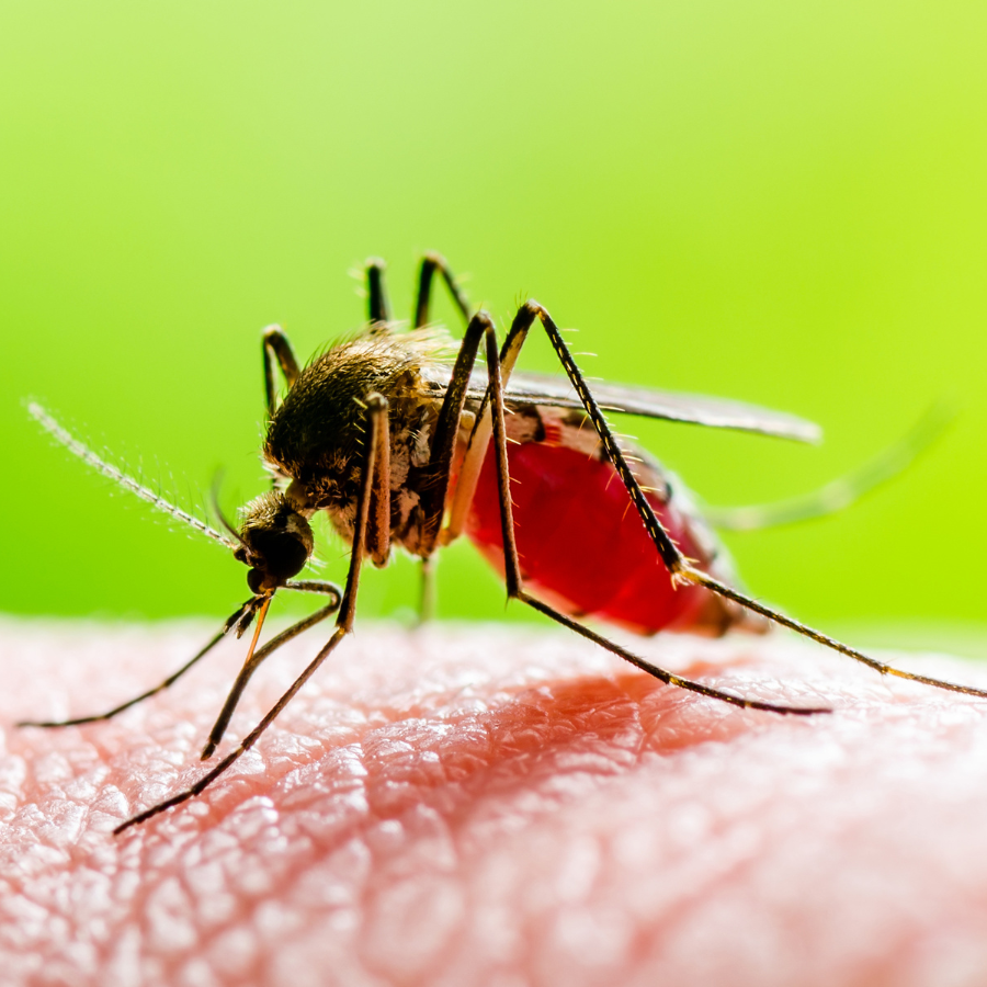 Chikungunya : voyage prévention : symptômes, vaccin, conseils pratiques et suivi avec l’Institut Pasteur de Lille avant votre départ.
