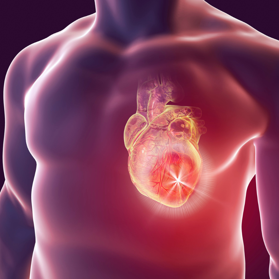 Maladies cardiovasculaires
