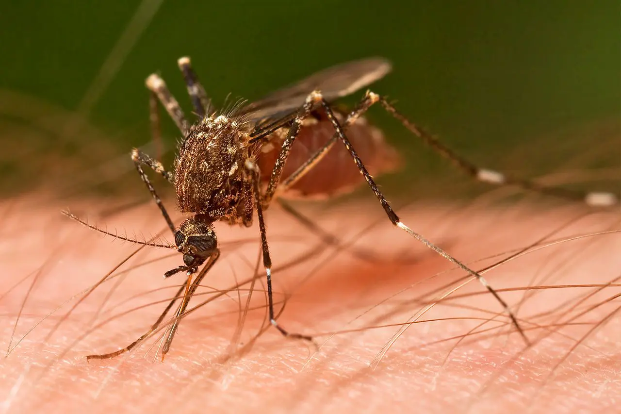 Chikungunya : symptômes, traitements, épidémie… on fait le point