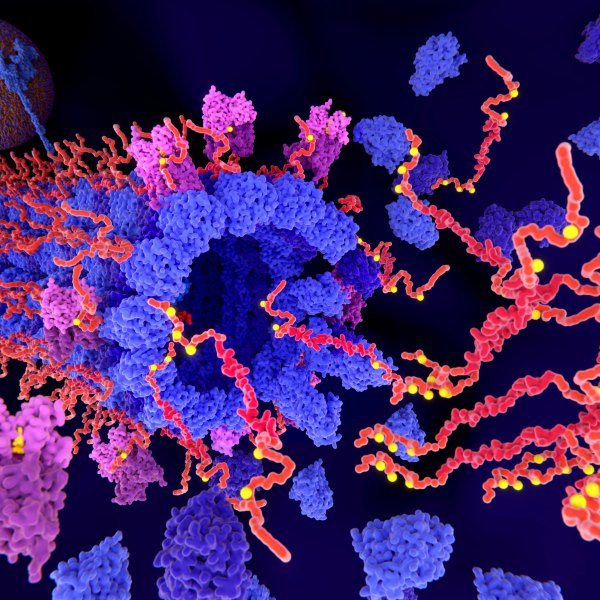 Des petits anticorps bloquent l'absorption de la protéine tau par les neurones