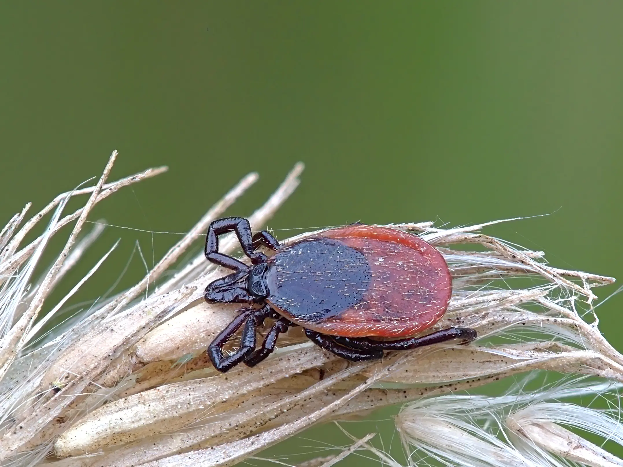 Ixodes_ricinus_on_dry_grass Tique du genre Ixodes, vecteur principal de la maladie de Lyme