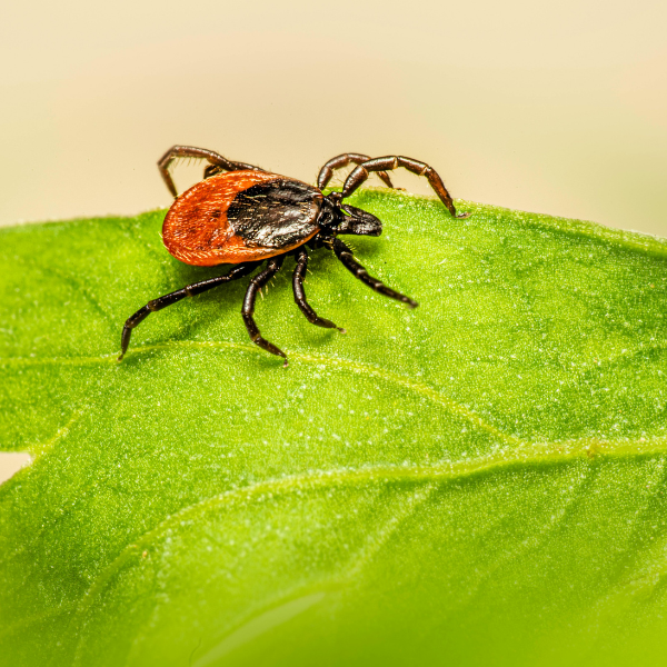 Maladie de Lyme : comprendre, prévenir, diagnostiquer