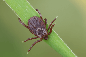 Tiques du genre Ixodes (Ixodes ricinus en France),