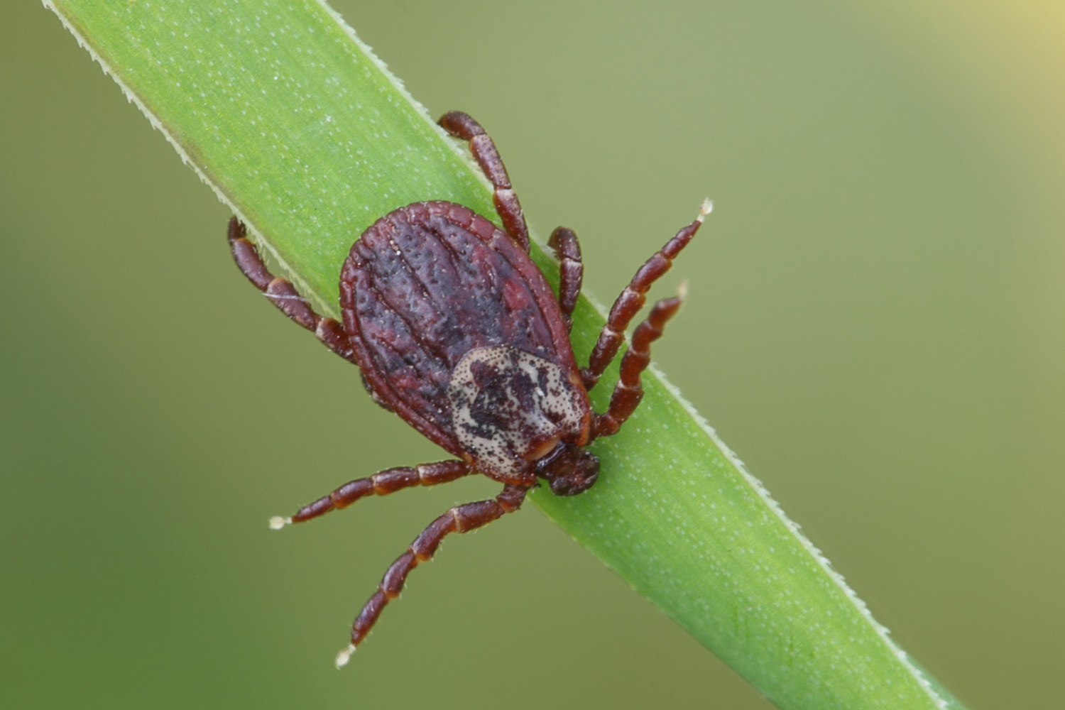 Tiques du genre Ixodes (Ixodes ricinus en France), Tiques du genre Ixodes (Ixodes ricinus en France),