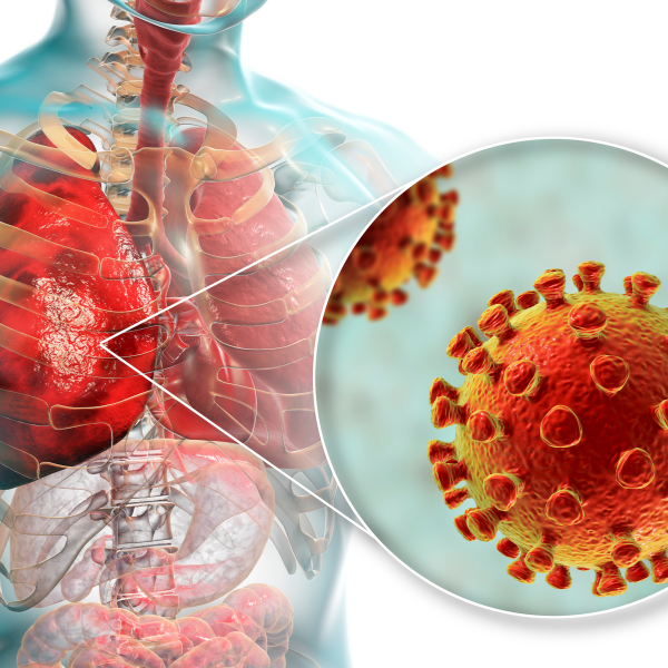 Des chercheurs lillois découvrent une nouvelle cible thérapeutique contre les pneumonies virales