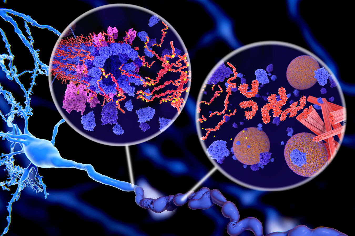 Protéine Tau Représentation scientifique de la protéine tau, dont les agrégats sont impliqués dans la maladie d’Alzheimer.