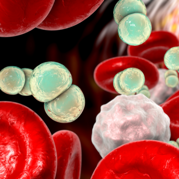 Quand l’infection met les muscles à plat : une nouvelle solution en vue