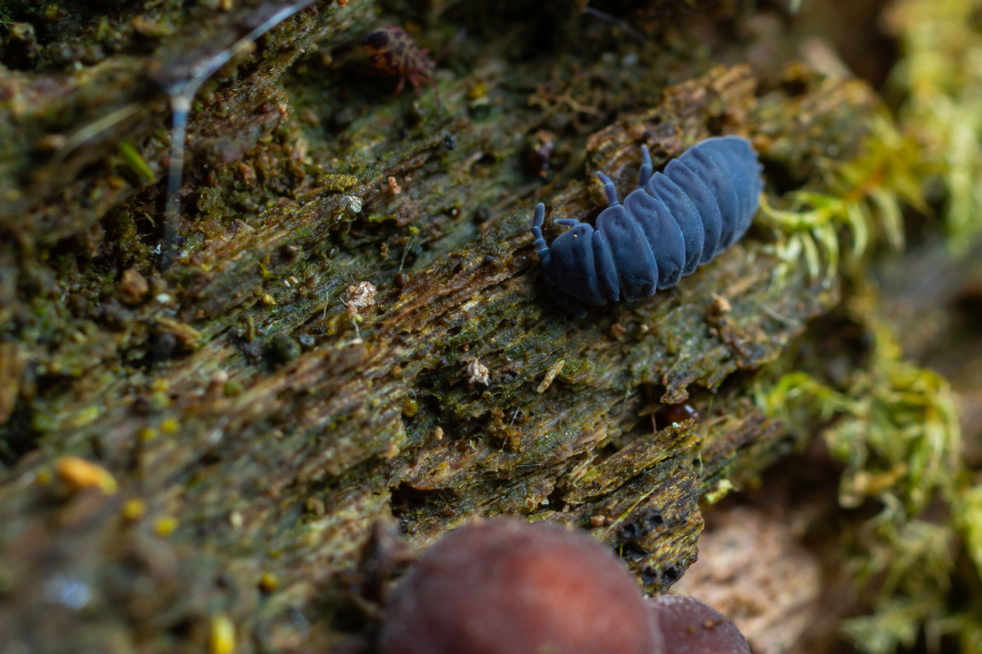 Une nouvelle méthode pour prédire le fonctionnement des écosystèmes