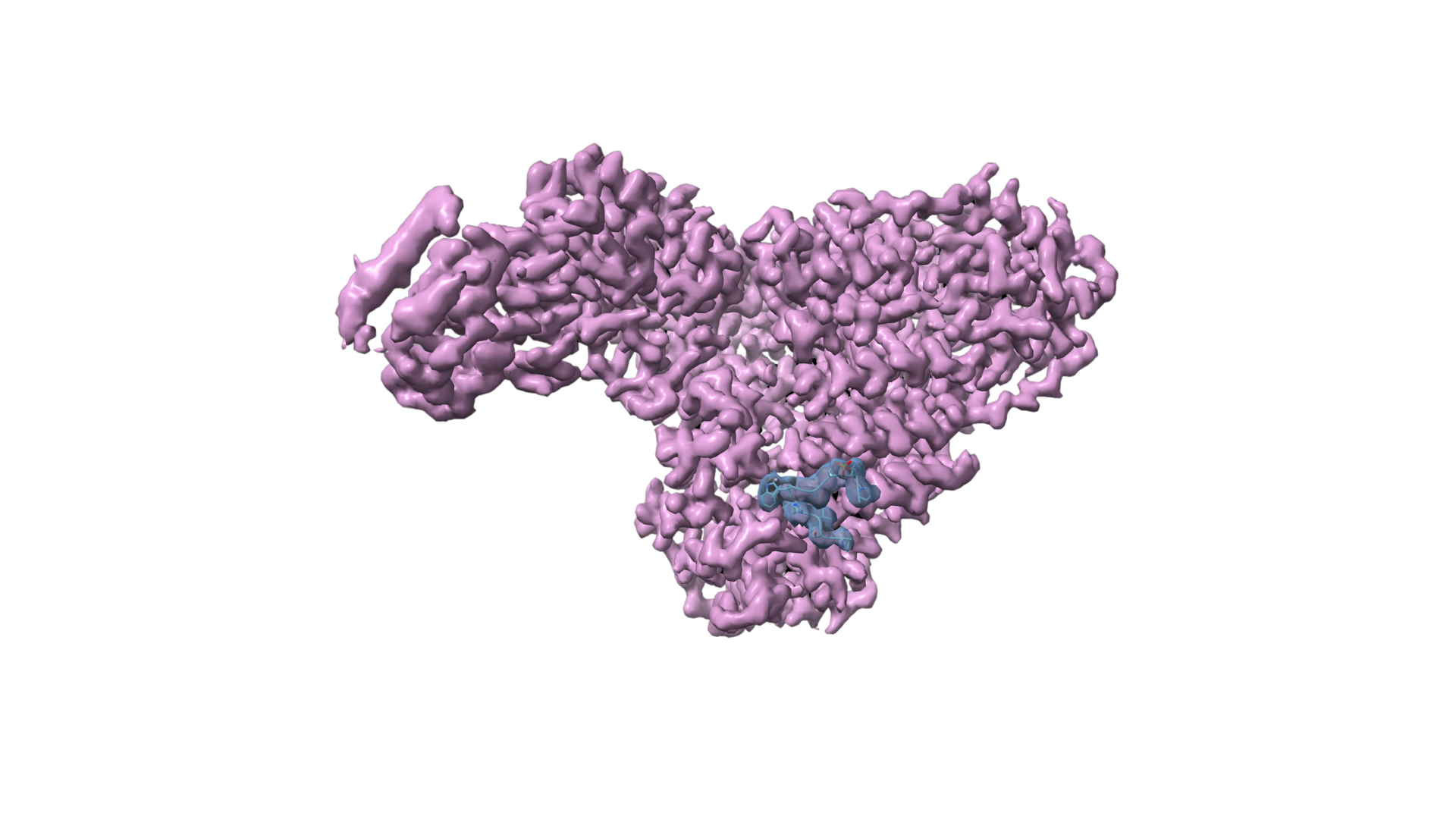 La révolution de la cryo-microscopie électronique : une fenêtre sur le vivant à l’échelle atomique