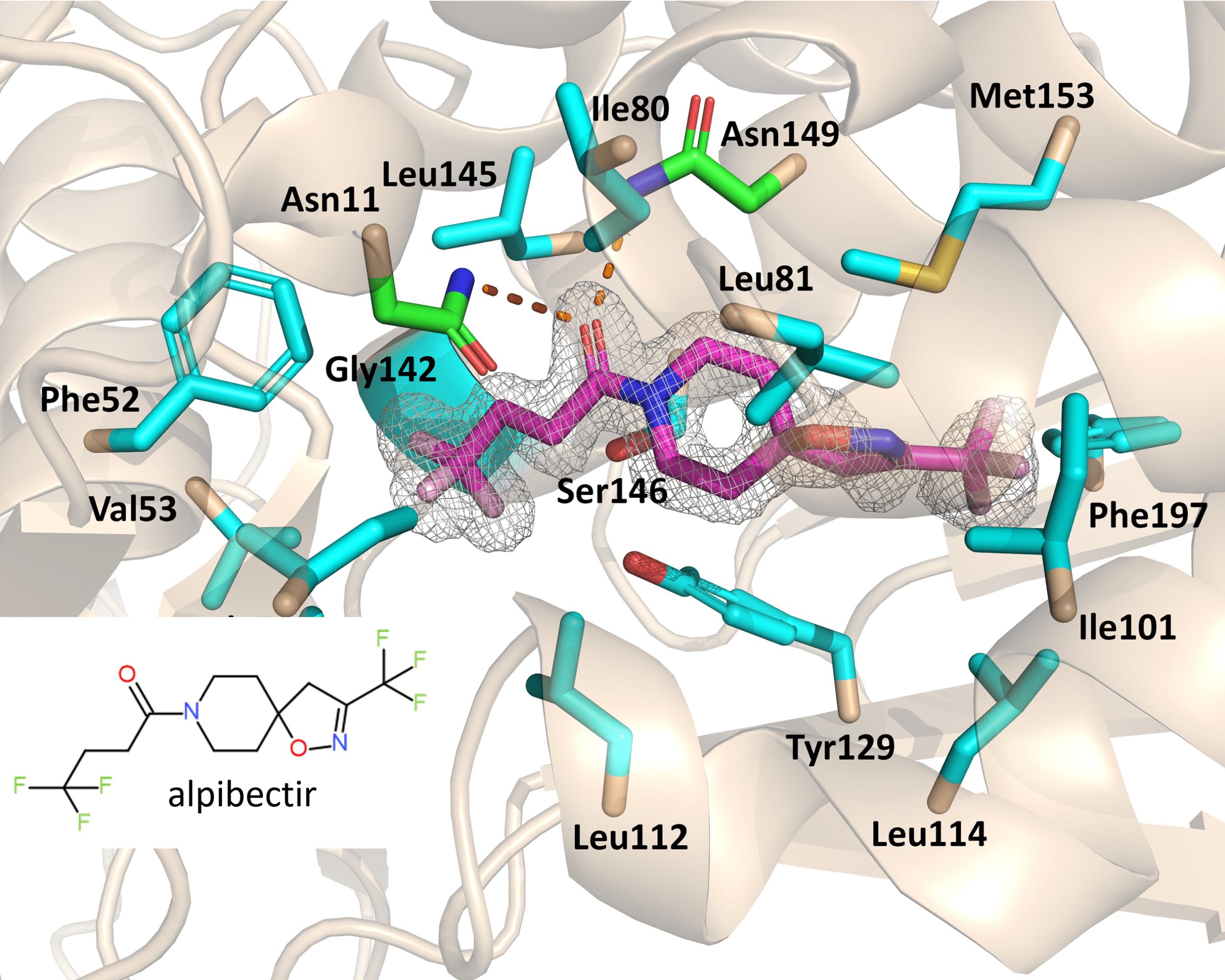Une nouvelle stratégie pour renforcer l’efficacité d’un antibiotique clé contre la tuberculose