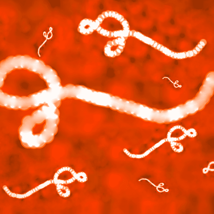 Maladie à virus Ebola (souche Bundibugyo) : les enjeux d'une urgence sanitaire
