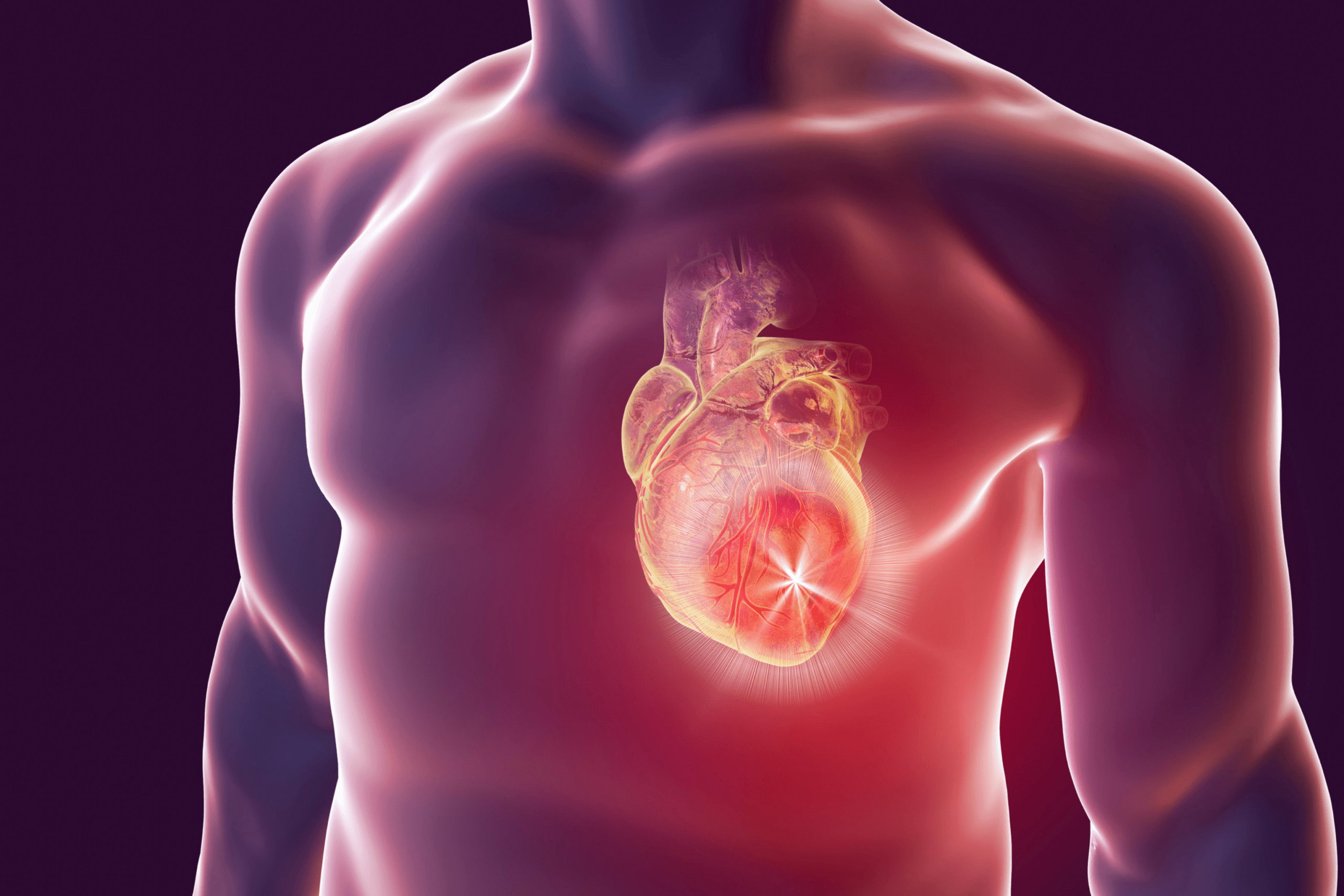 Le dialogue inter-organes pour mieux comprendre les maladies cardiométabolique