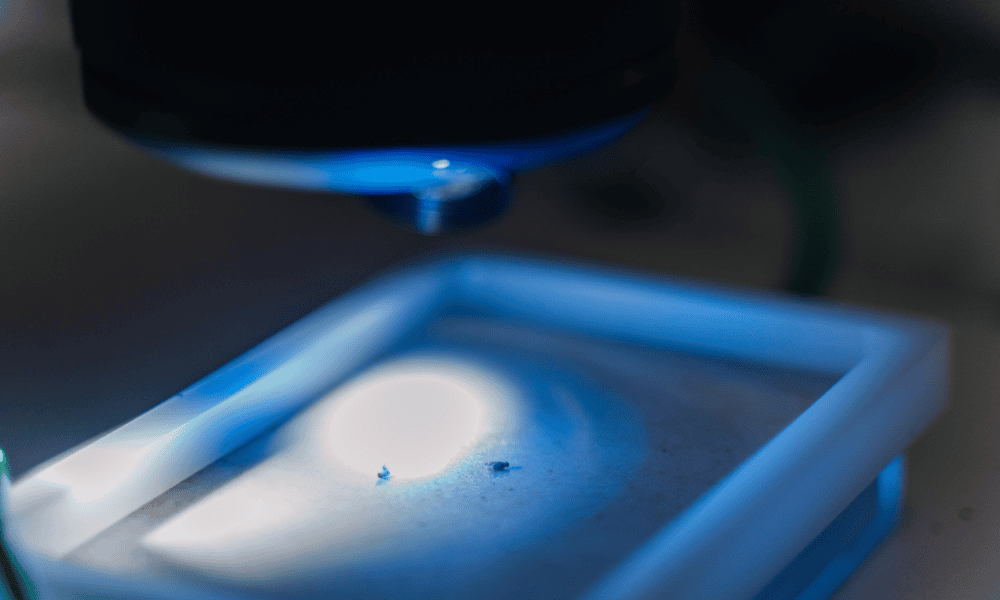 Maladie d'Alzheimer : un isoforme de BIN1 toxique pour les neurones