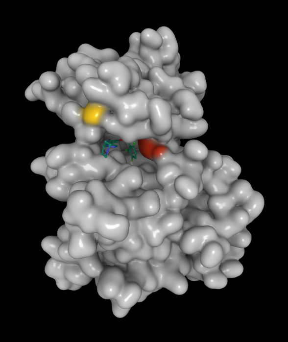 MET kinase crizo avec H1112 et Y1238