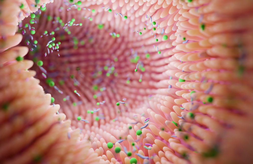 Microbiote et maladies métaboliques : comprendre les liens