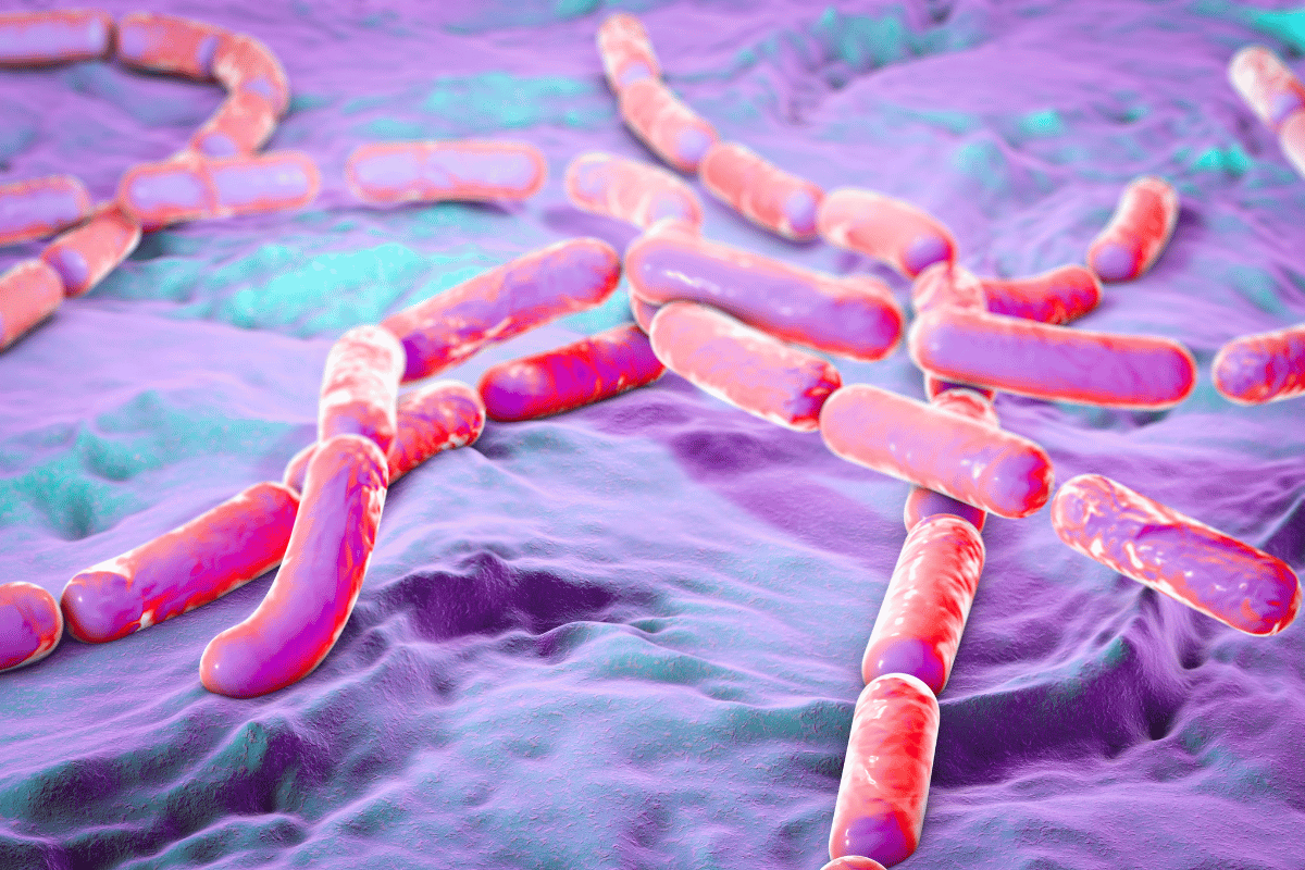 Quand un vaccin contre la coqueluche devient un outil pour lutter contre d’autres infections   