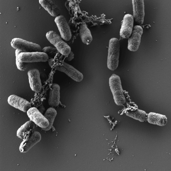 Peste : comment Yersinia pestis s’adapte à la puce pour asr sa transmission